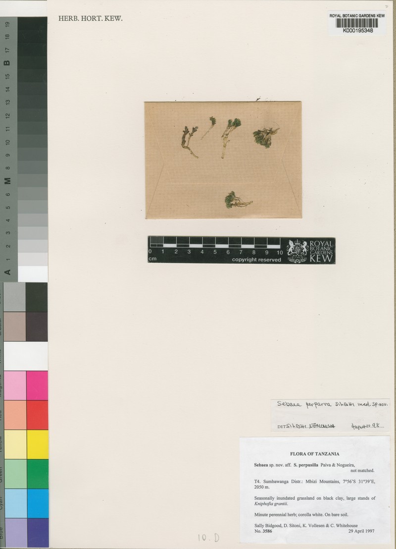 Exochaenium perparvum