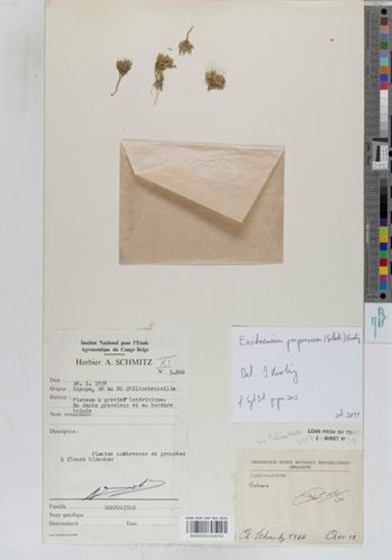 Exochaenium perparvum photo 3
