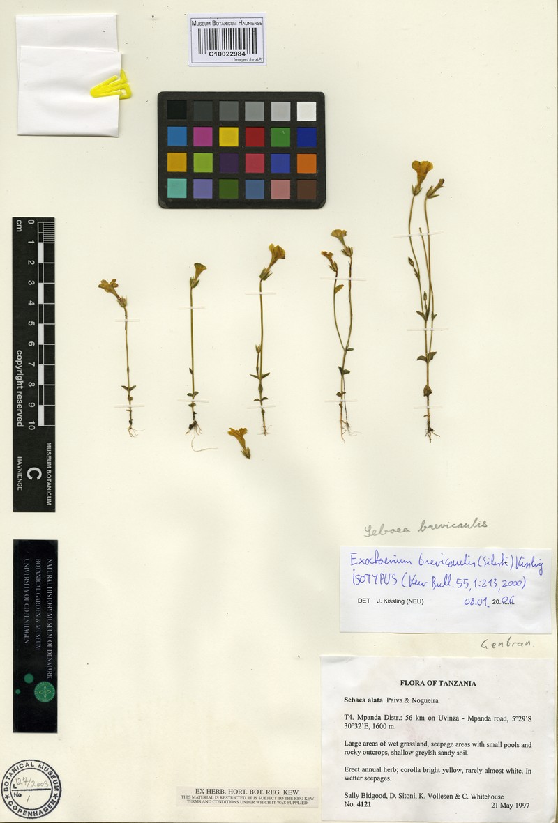 Exochaenium rotundifolium photo 2