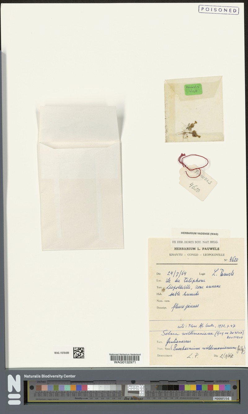 Exochaenium wildemanianum photo 2