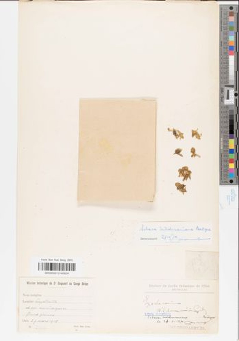 Exochaenium wildemanianum photo 3