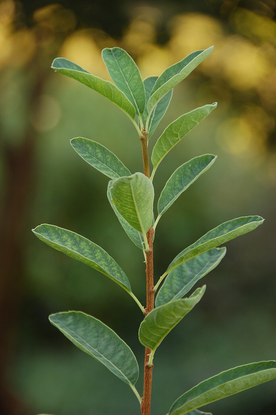 Common Pearlbrush photo 4