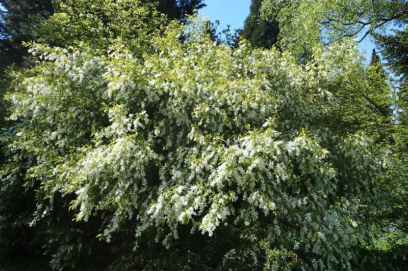 Common Pearlbrush photo 7
