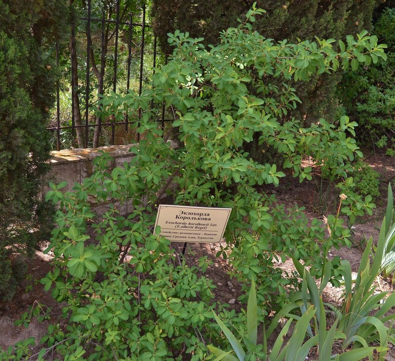 Exochorda racemosa subsp. racemosa