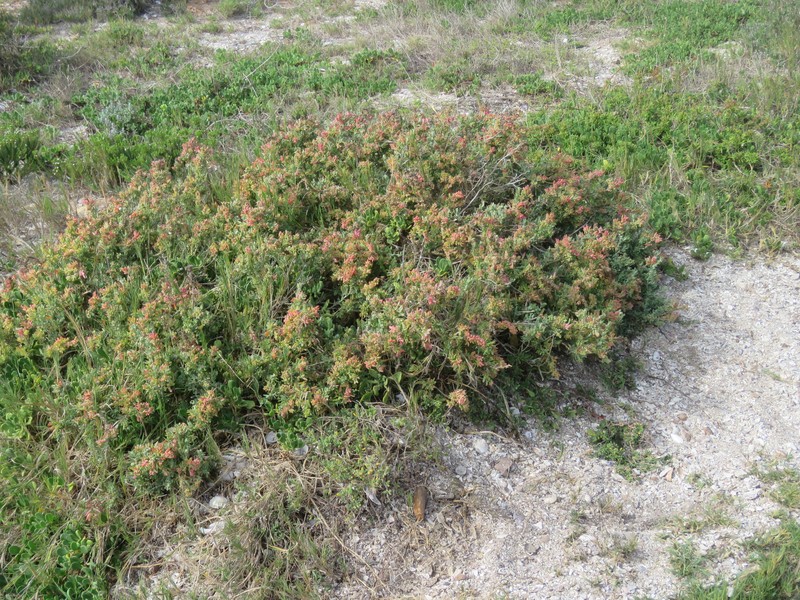 Exomis microphylla var. microphylla
