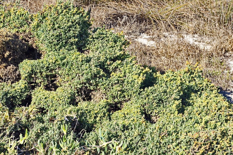 Exomis microphylla var. microphylla photo 2