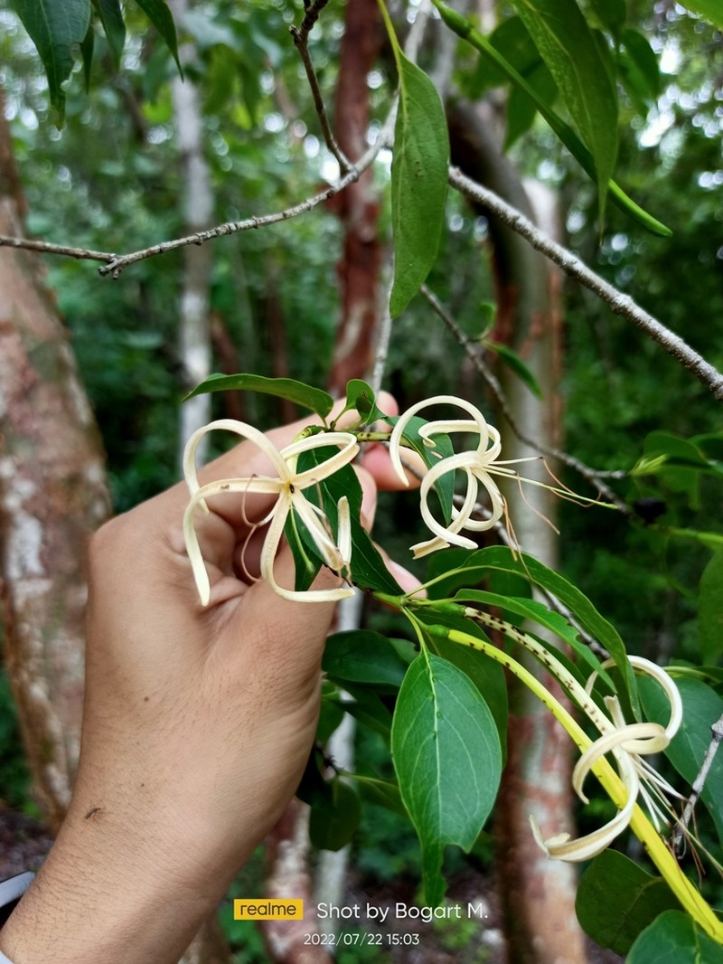 Caribbean Princewood
