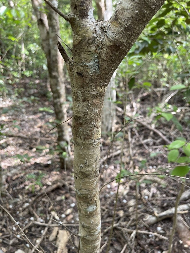 Caribbean Princewood photo 3