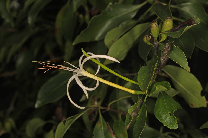 Caribbean Princewood photo 4