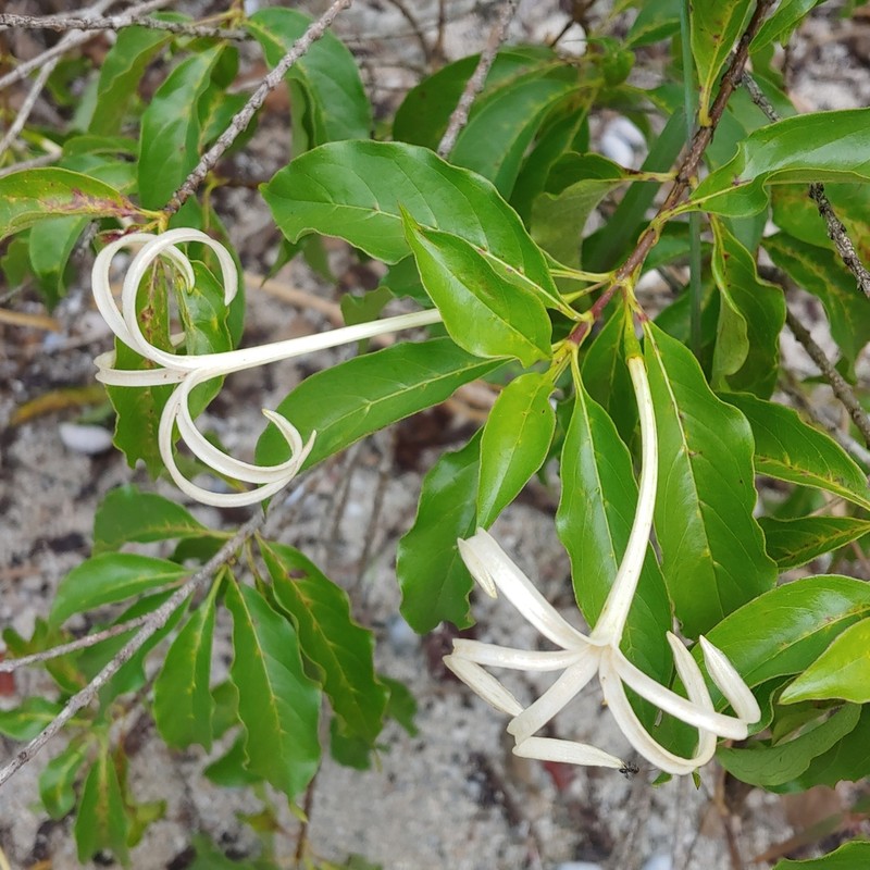 Caribbean Princewood photo 6