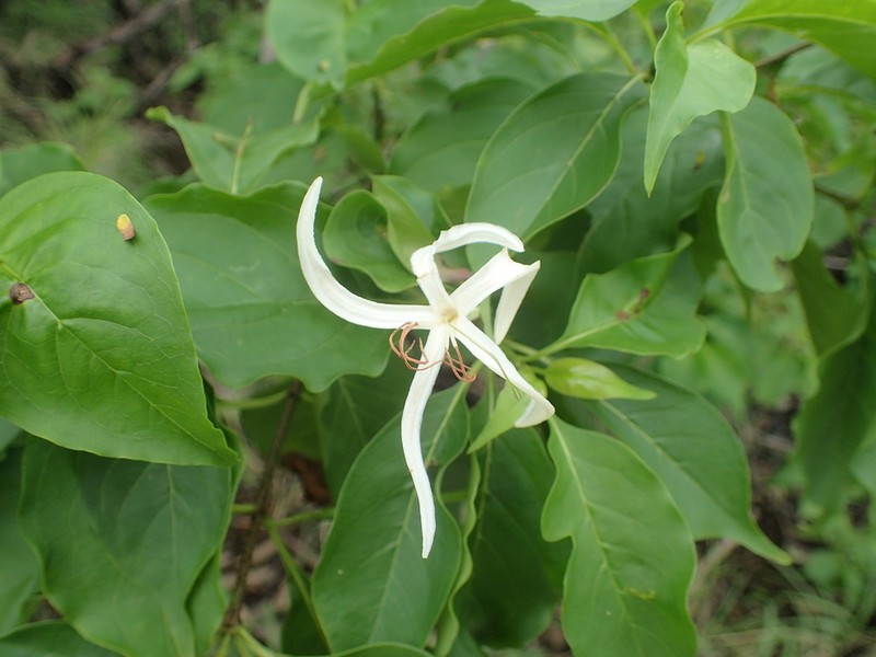 Caribbean Princewood photo 7