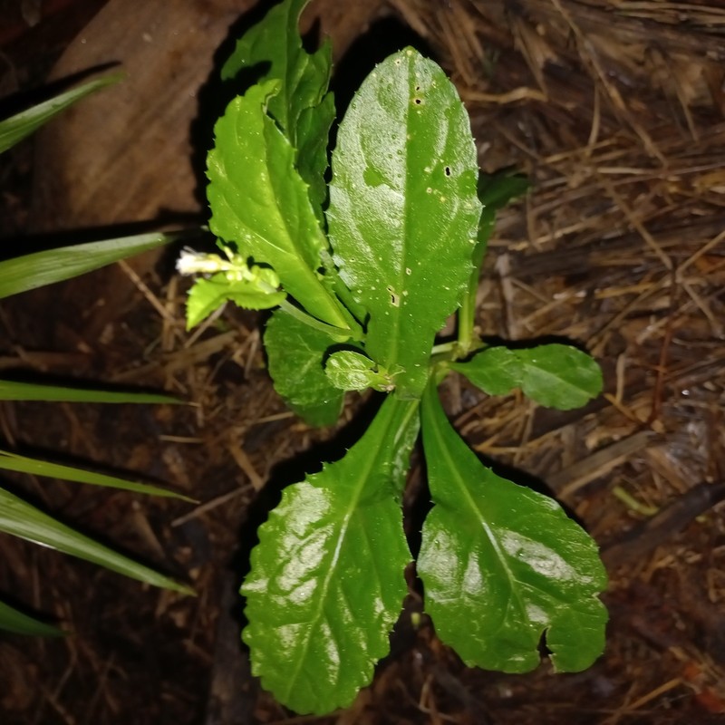 Exostigma notobellidiastrum