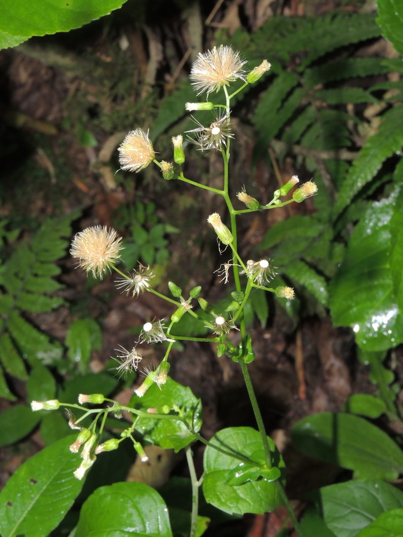 Exostigma notobellidiastrum photo 2