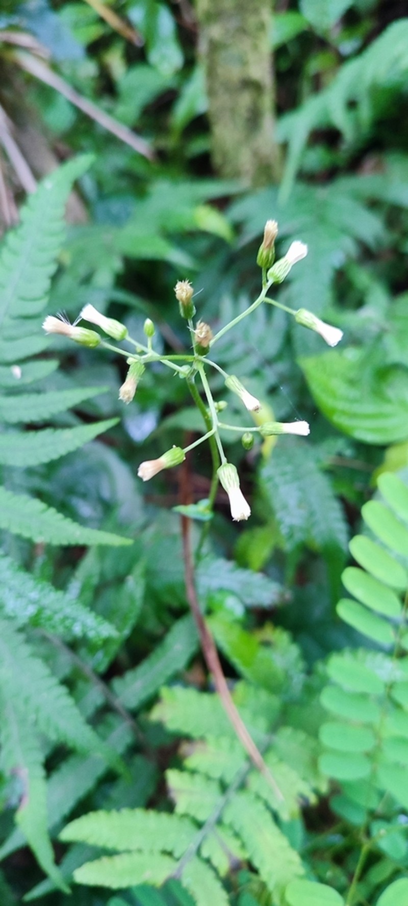 Exostigma notobellidiastrum photo 3