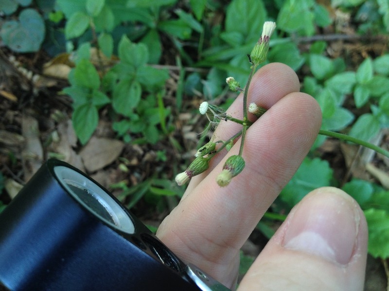 Exostigma notobellidiastrum photo 4