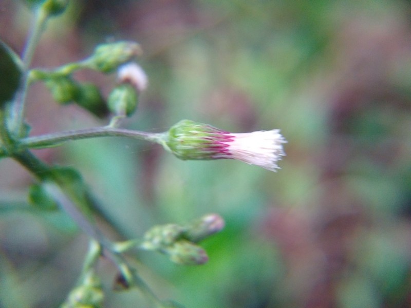 Exostigma notobellidiastrum photo 5