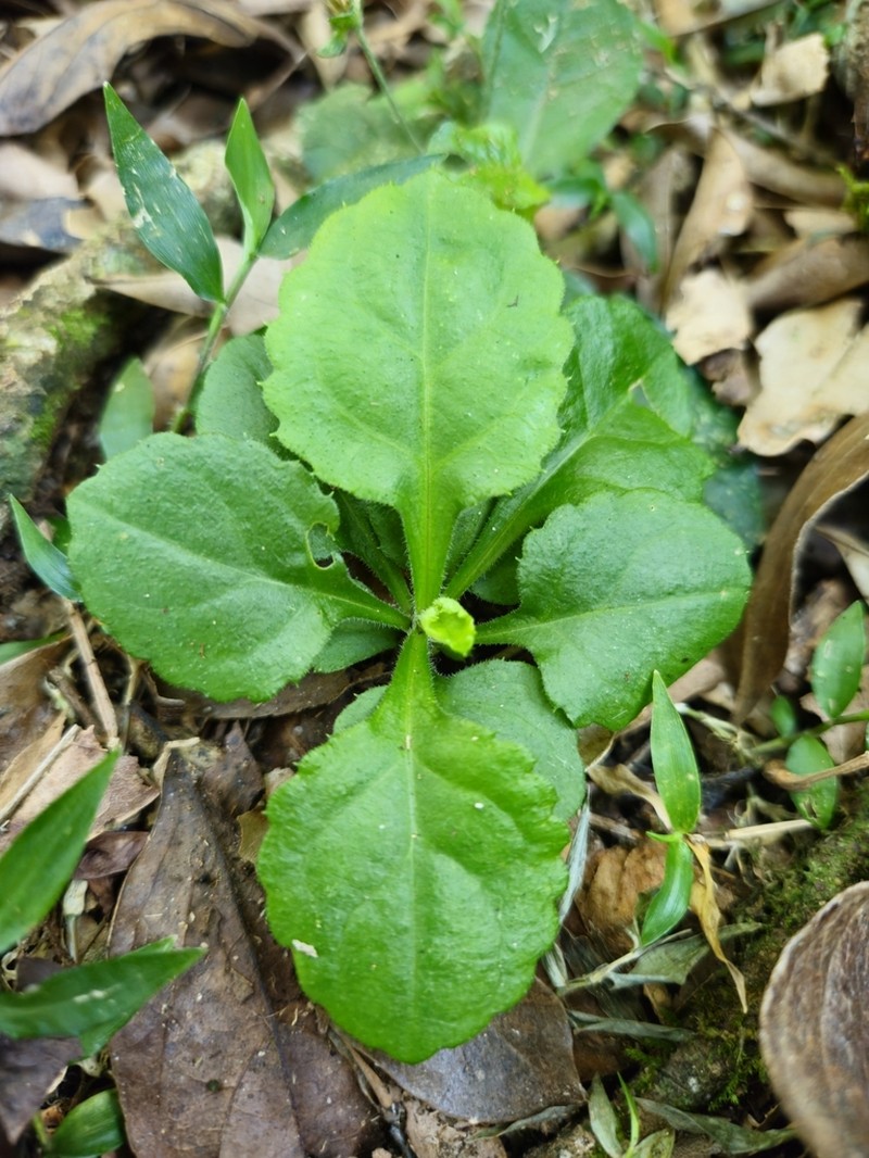 Exostigma notobellidiastrum photo 6