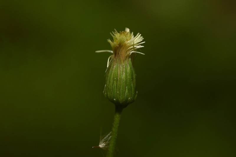 Exostigma notobellidiastrum photo 7