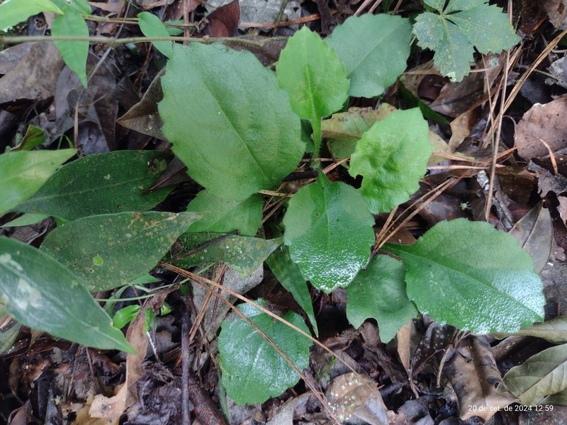 Exostigma notobellidiastrum photo 8