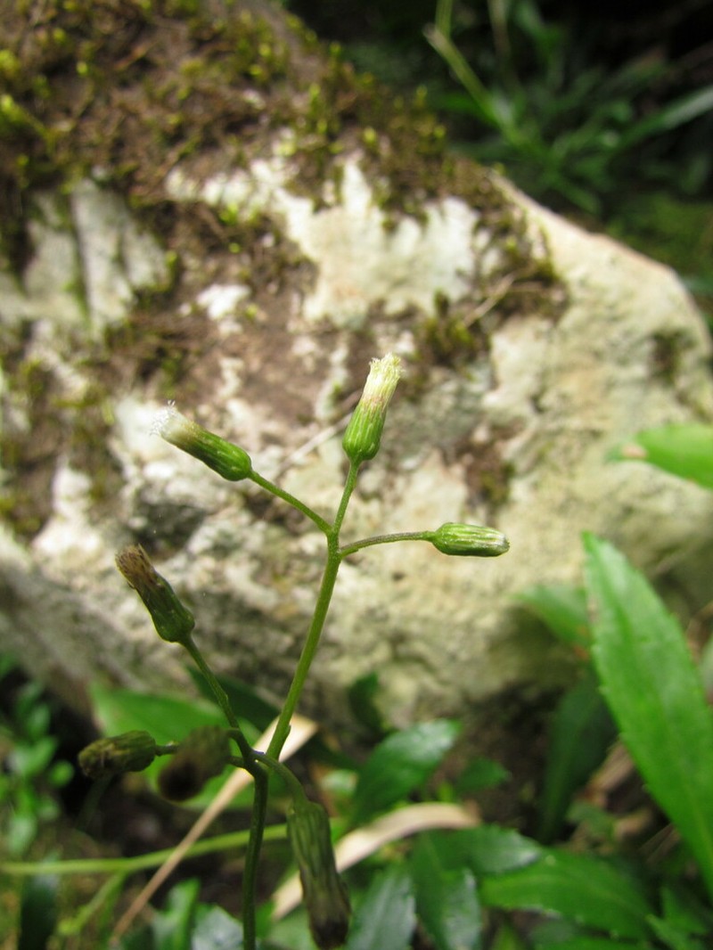 Exostigma rivulare