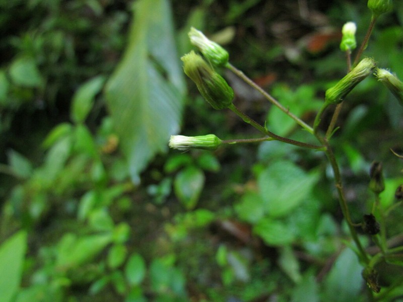 Exostigma rivulare photo 2