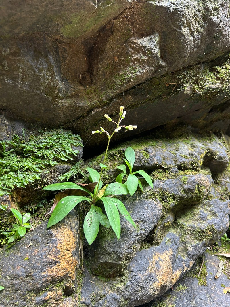 Exostigma rivulare photo 3