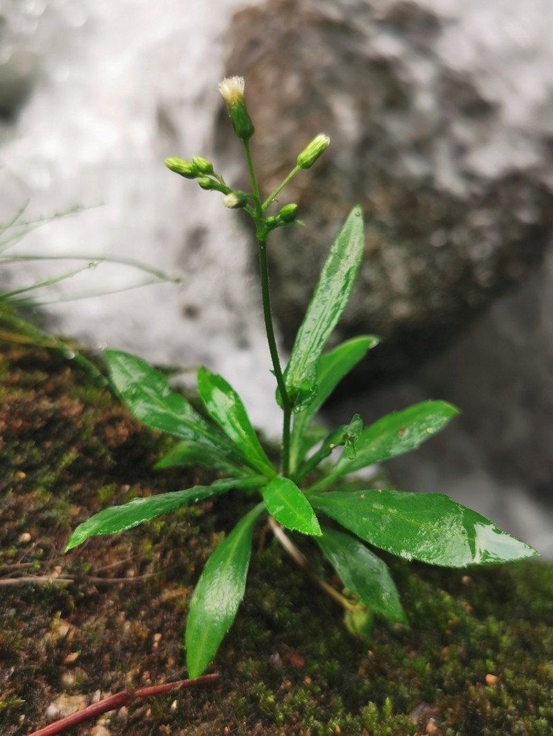 Exostigma rivulare photo 5