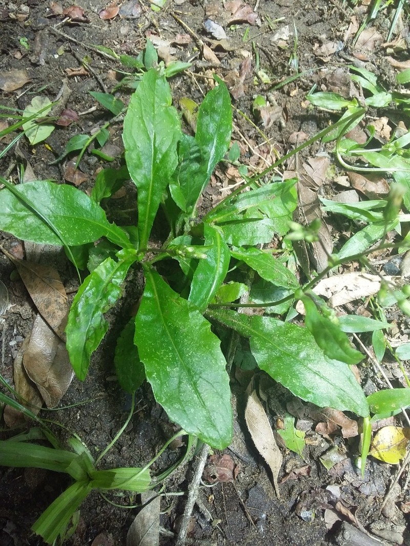 Exostigma rivulare photo 7