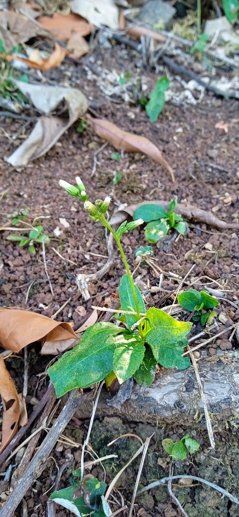 Exostigma rivulare photo 8