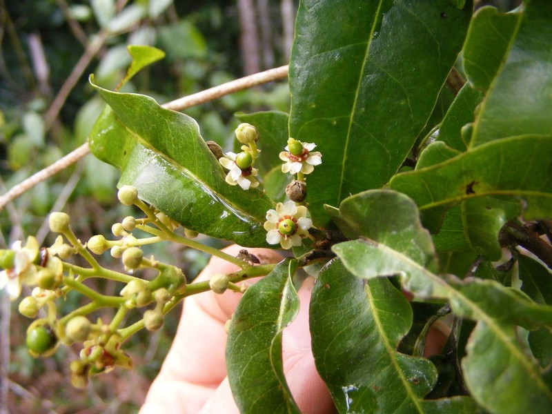 Butterbough photo 2