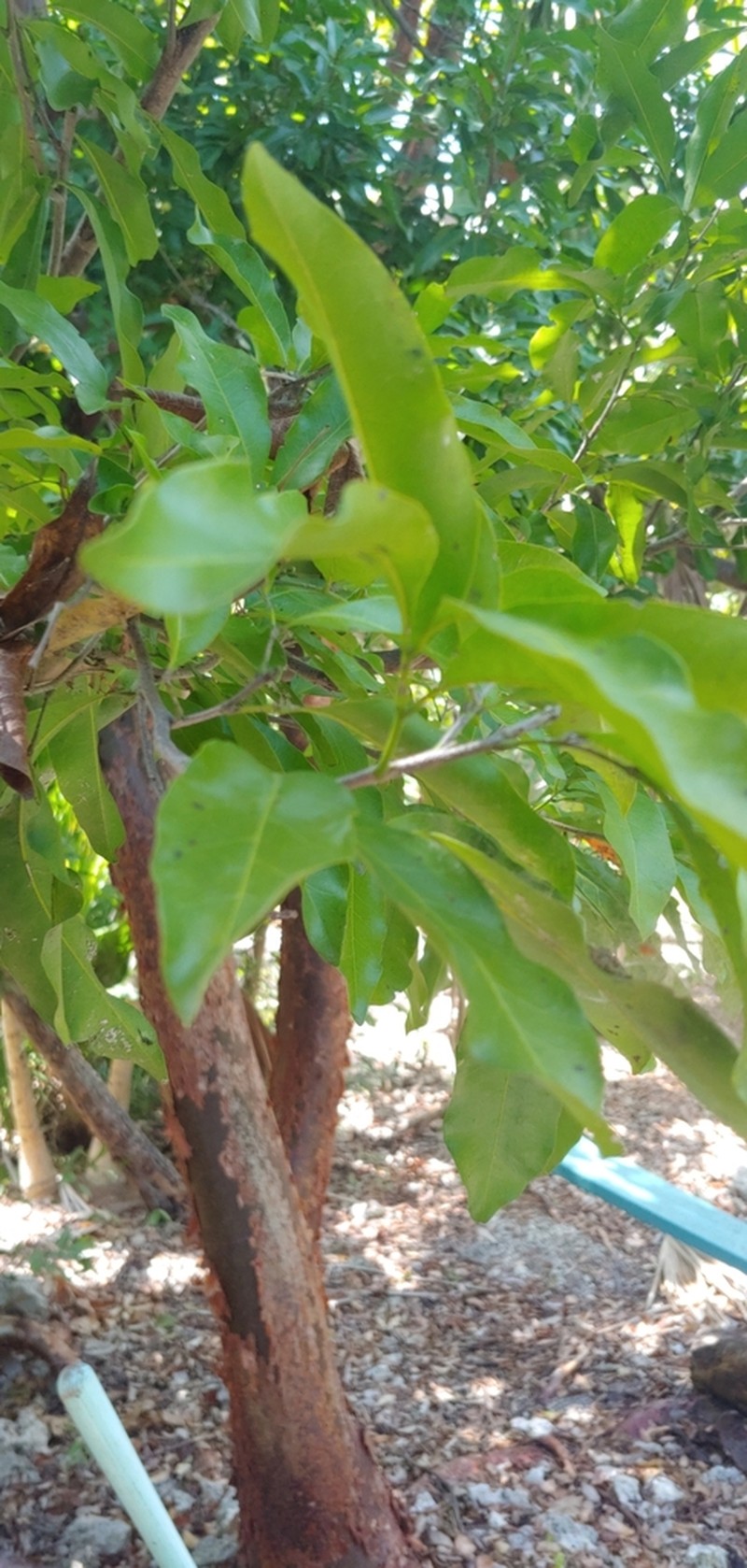 Butterbough photo 6