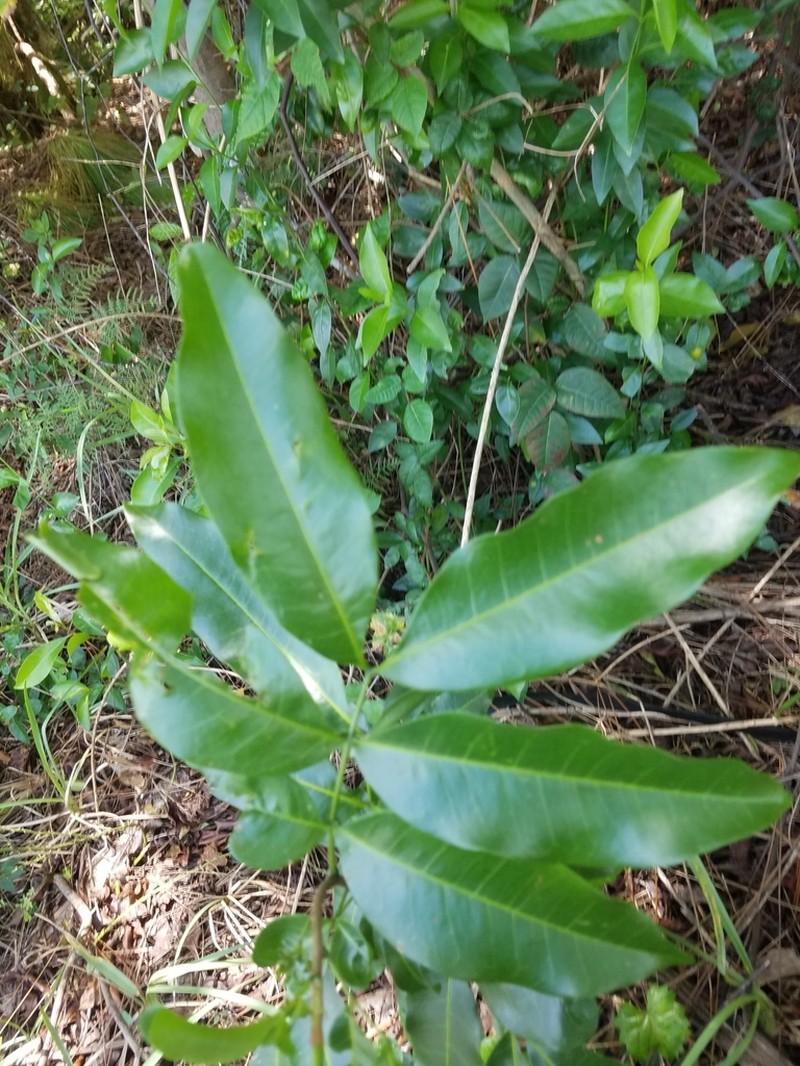 Butterbough photo 7