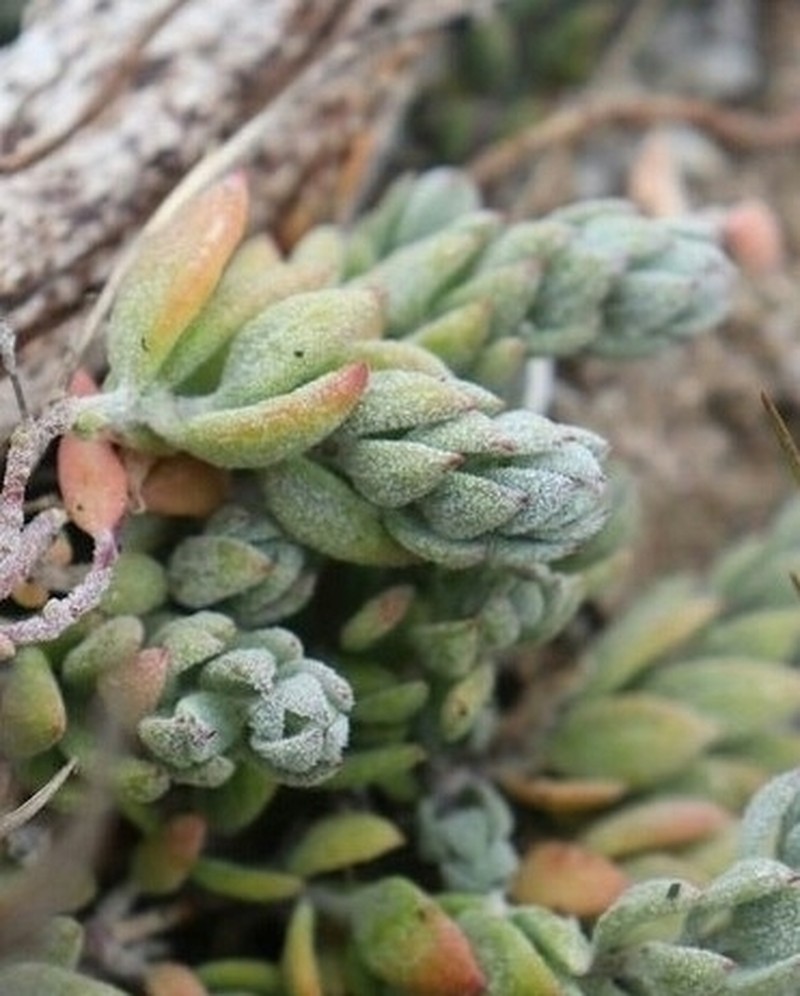 California Saltbush