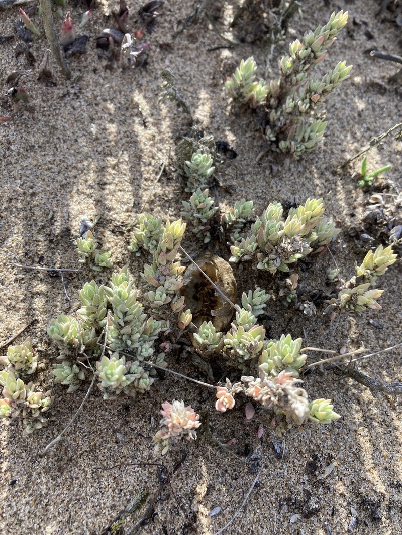 California Saltbush photo 2