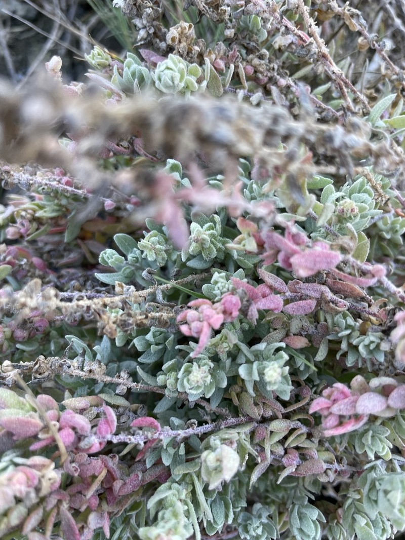 California Saltbush photo 3