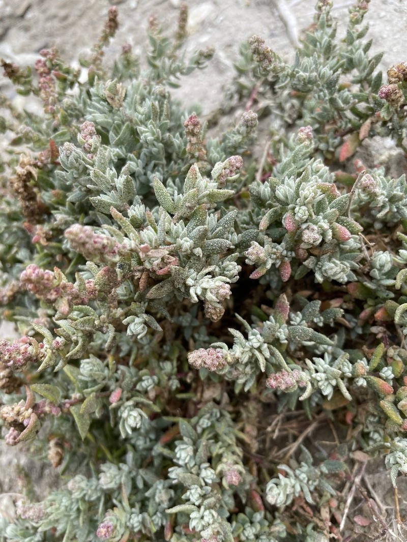 California Saltbush photo 4