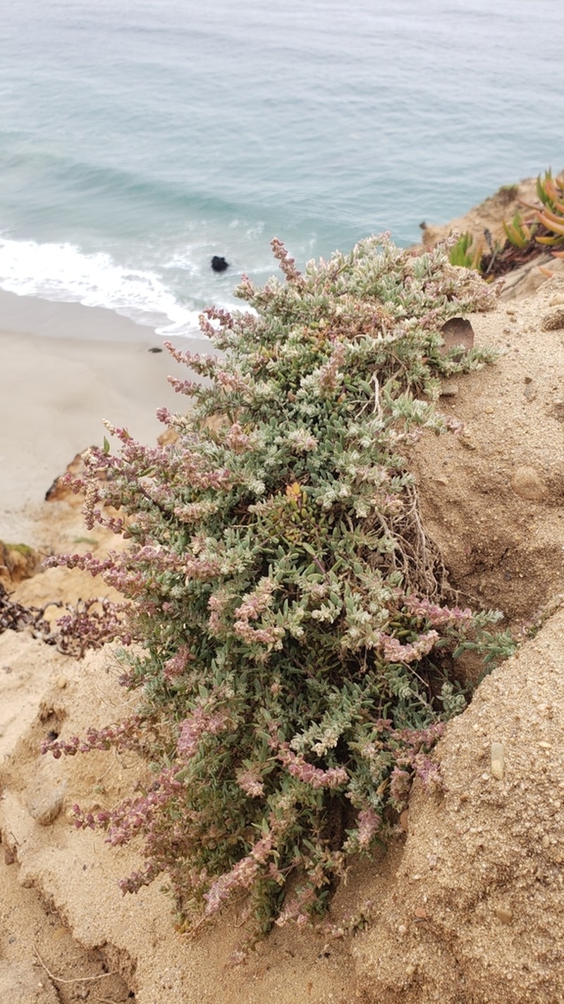 California Saltbush photo 5