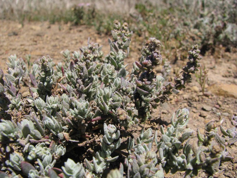 California Saltbush photo 6