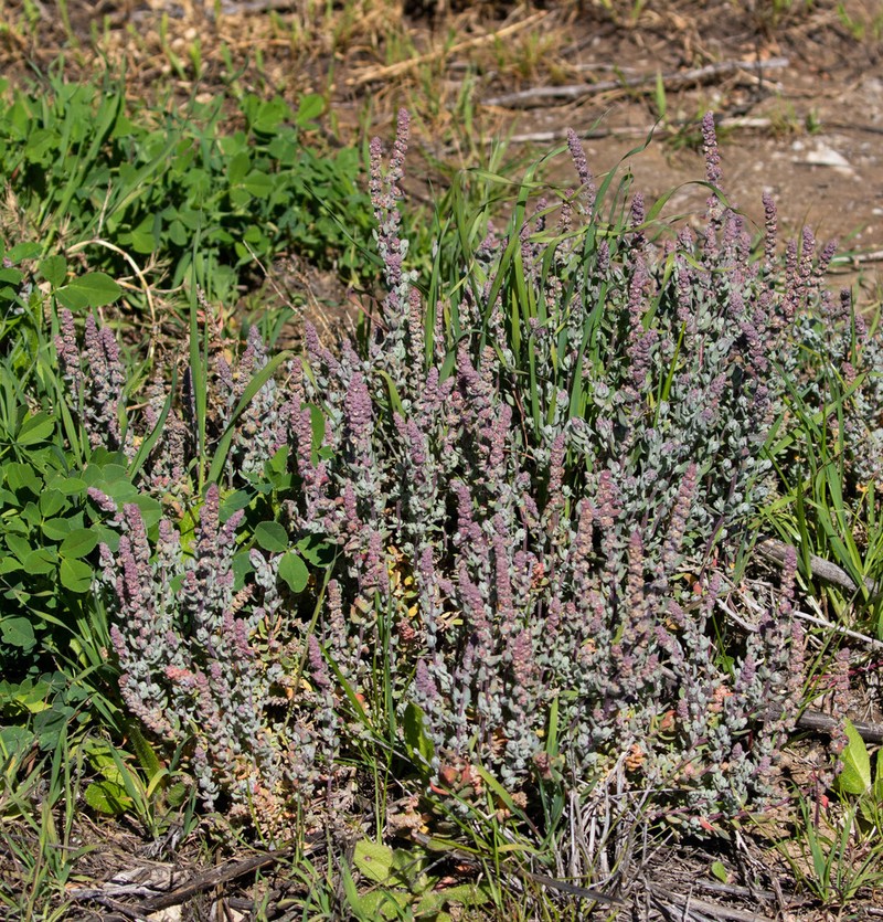 California Saltbush photo 7