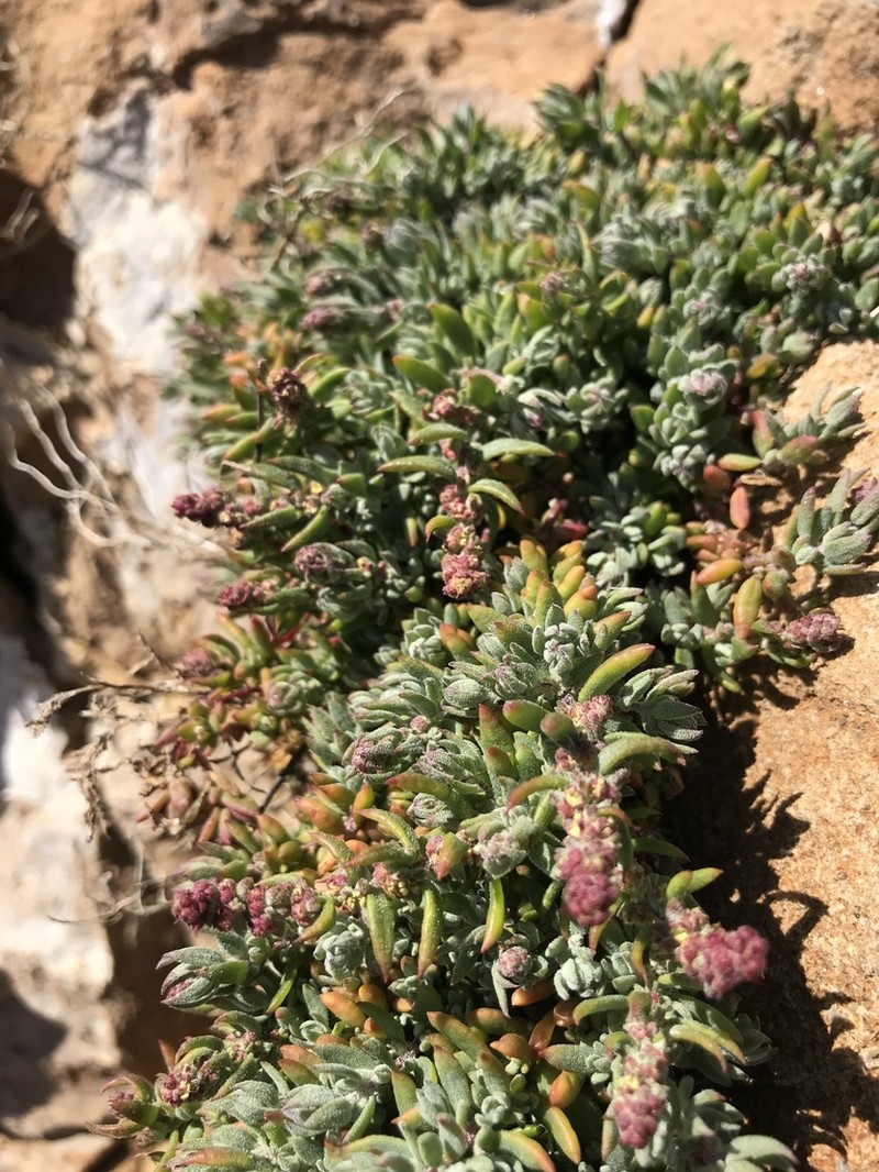 California Saltbush photo 8
