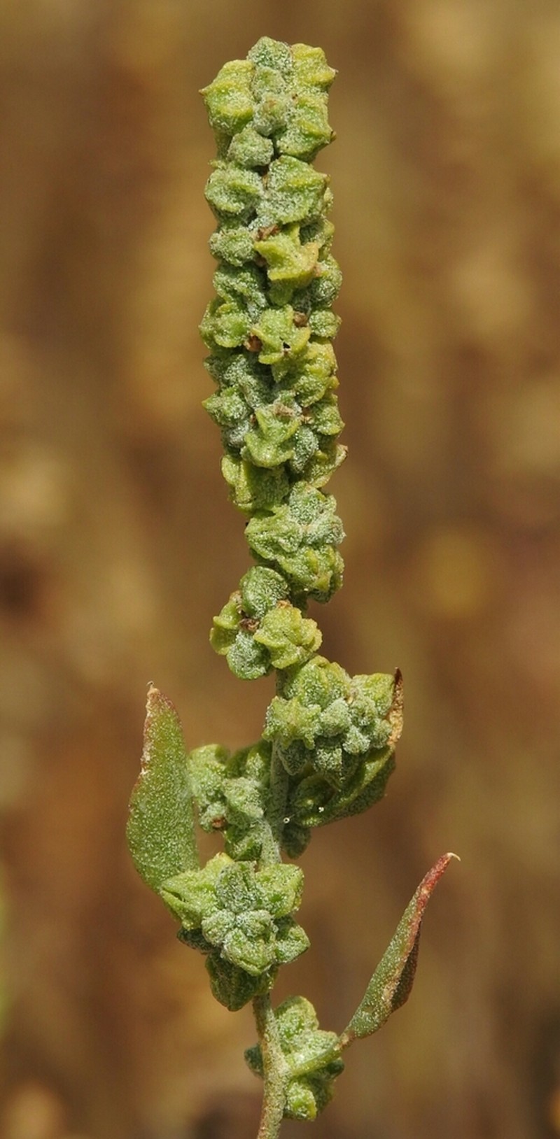 San Joaquin Saltbush