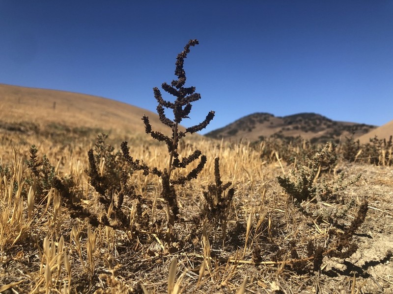 San Joaquin Saltbush photo 2