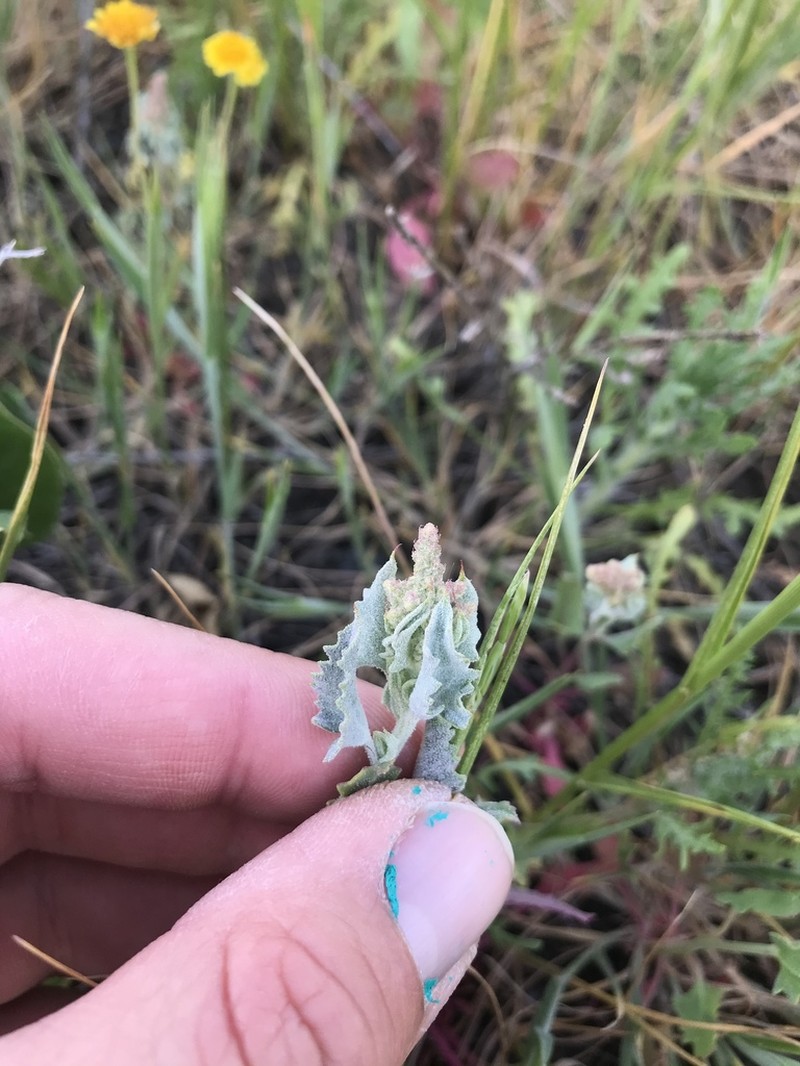San Joaquin Saltbush photo 3