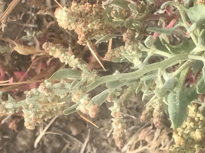 San Joaquin Saltbush photo 4