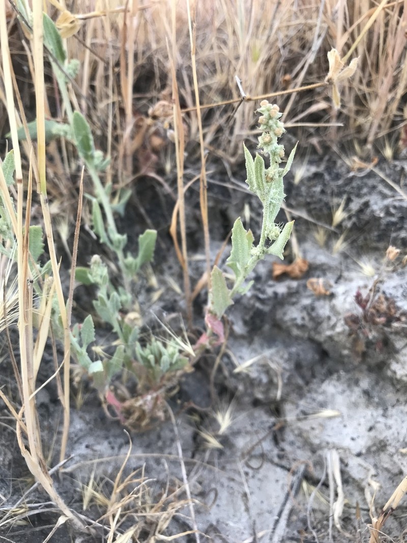 San Joaquin Saltbush photo 5