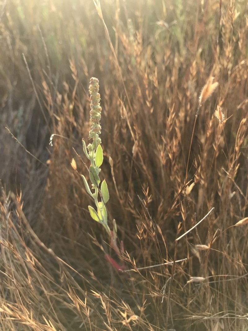 San Joaquin Saltbush photo 6