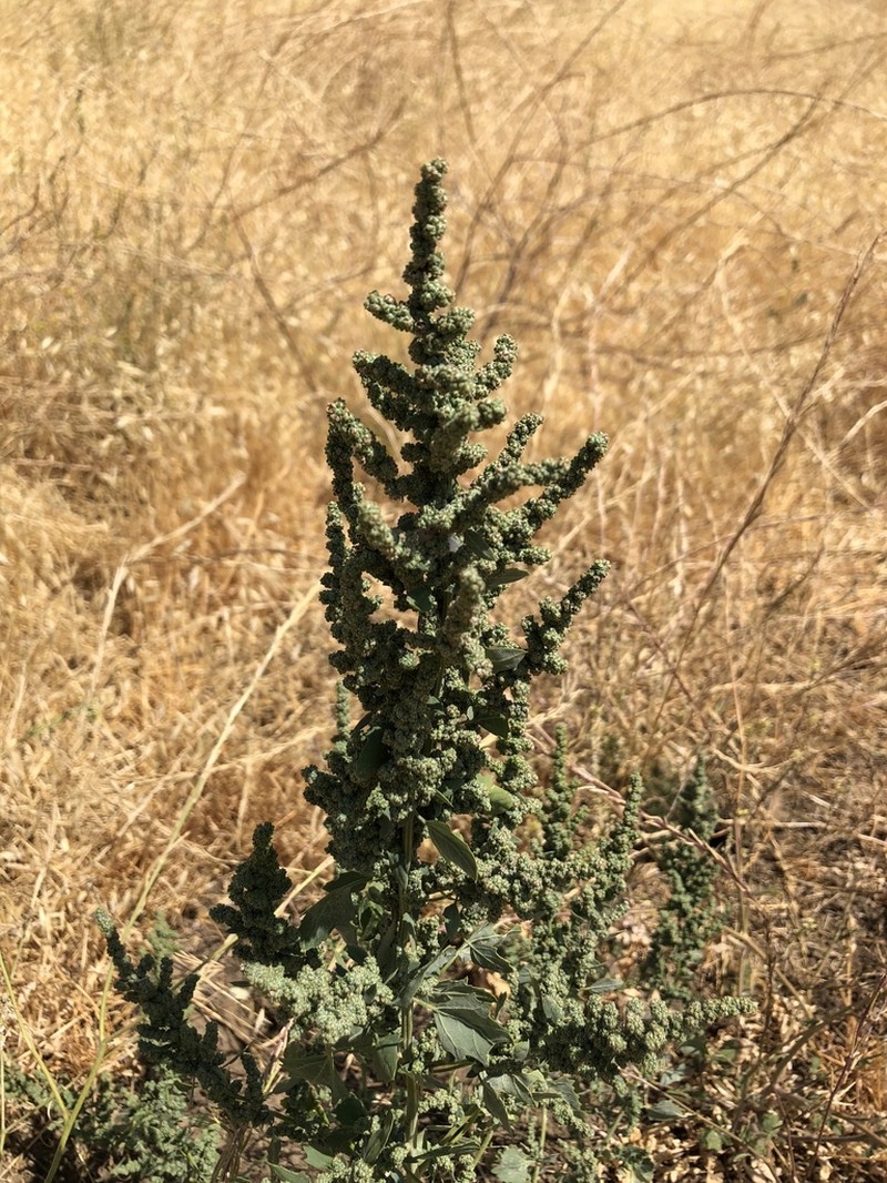 San Joaquin Saltbush photo 8