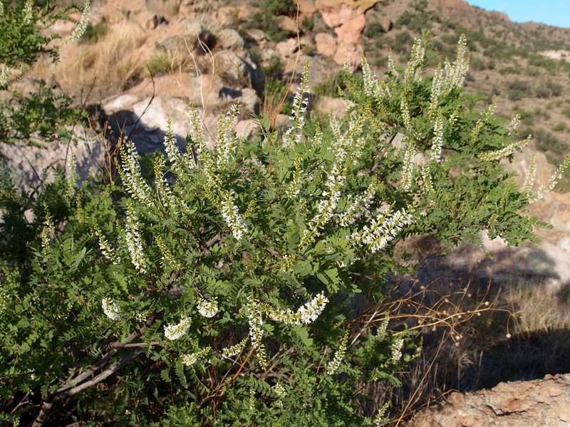 Tahitian Kidneywood