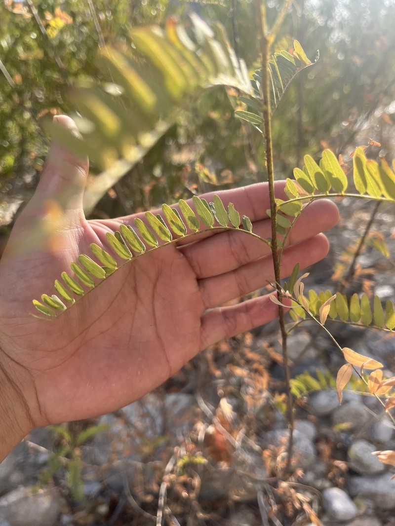 Tahitian Kidneywood photo 2