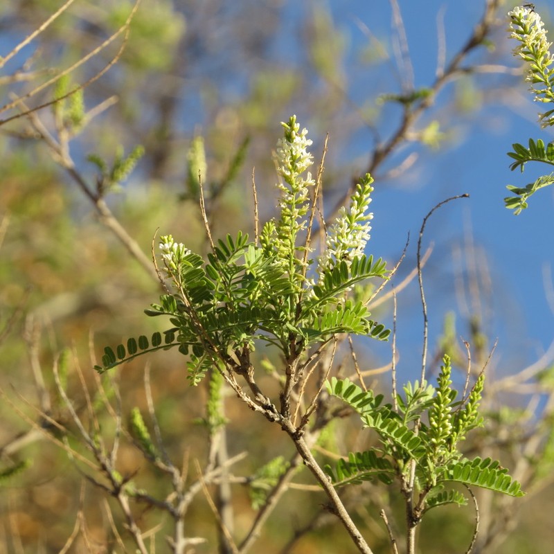 Tahitian Kidneywood photo 7